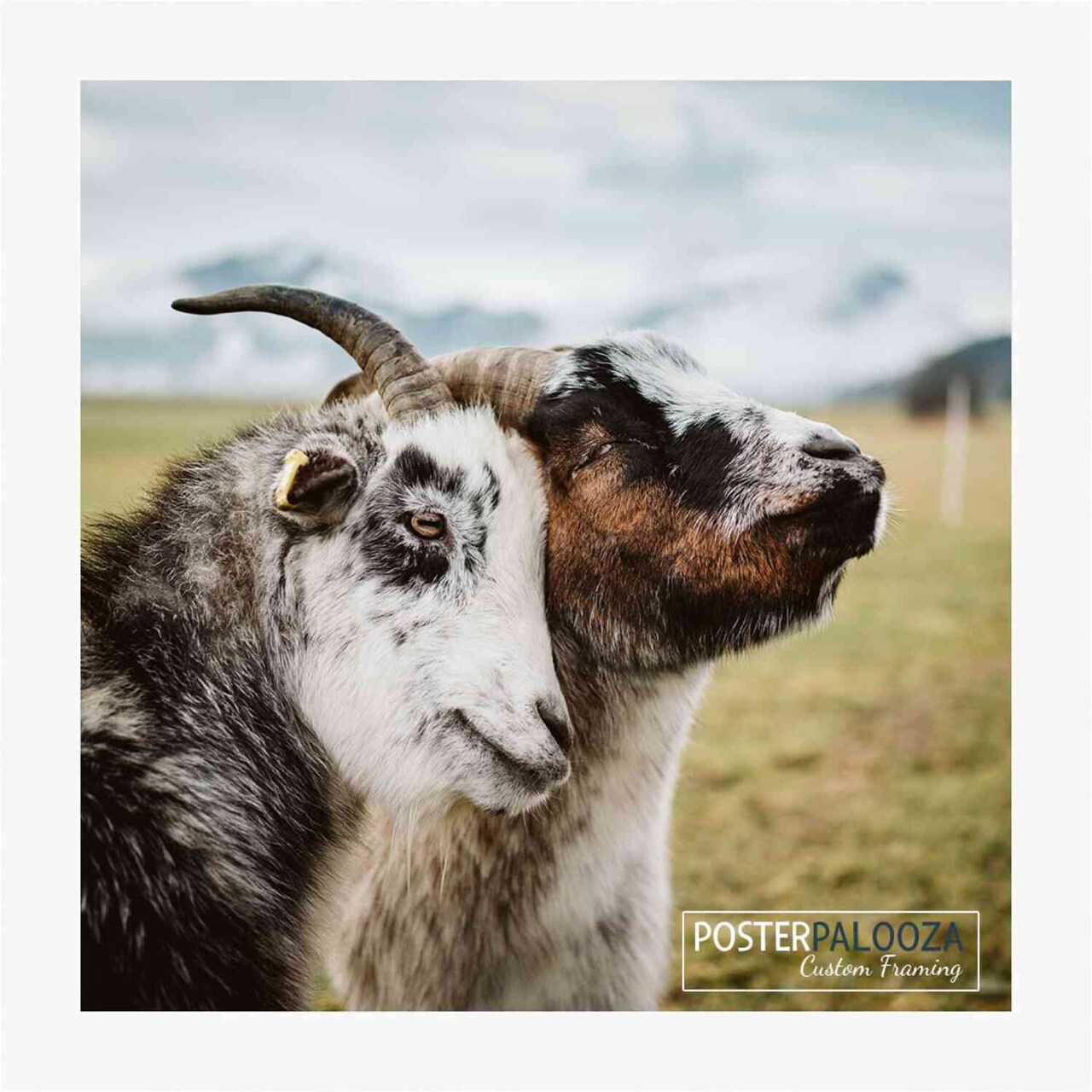 Square Slim Profile White Picture Frame - UV Acrylic, Foam Board Backing, Hanging Hardware